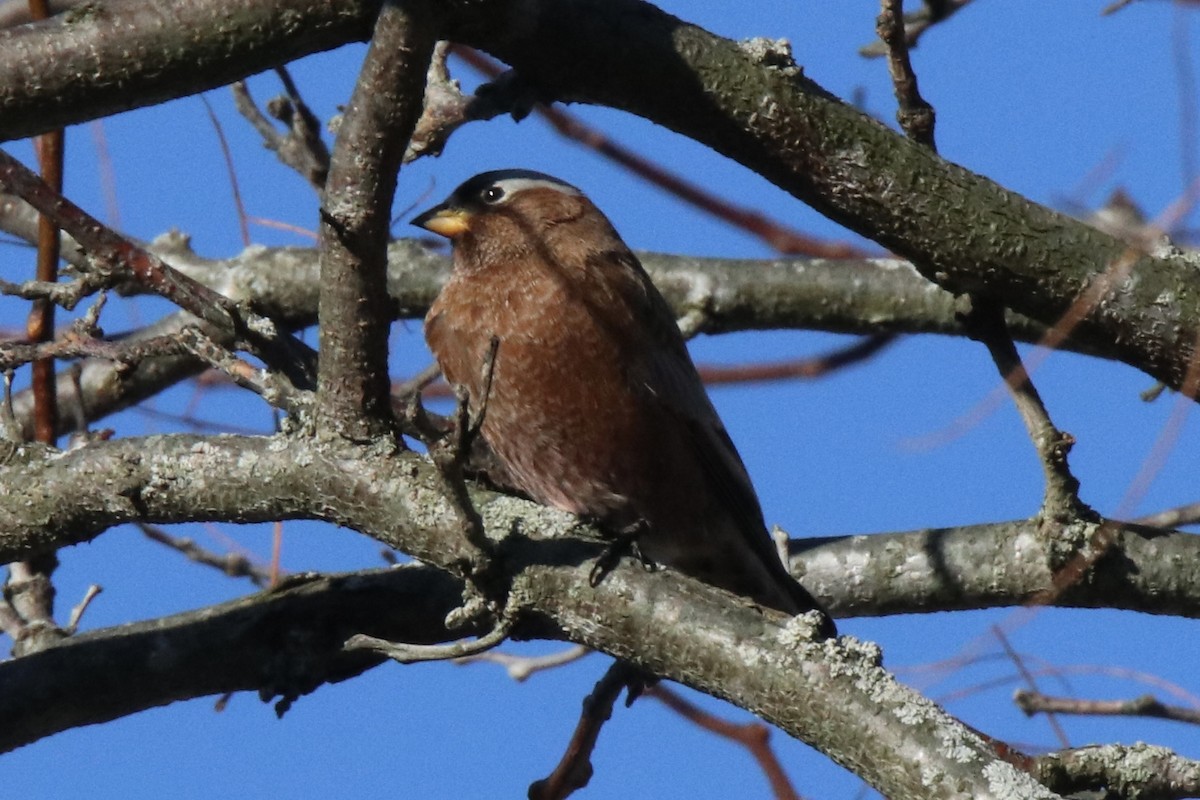 Gray-crowned Rosy-Finch - ML611155903