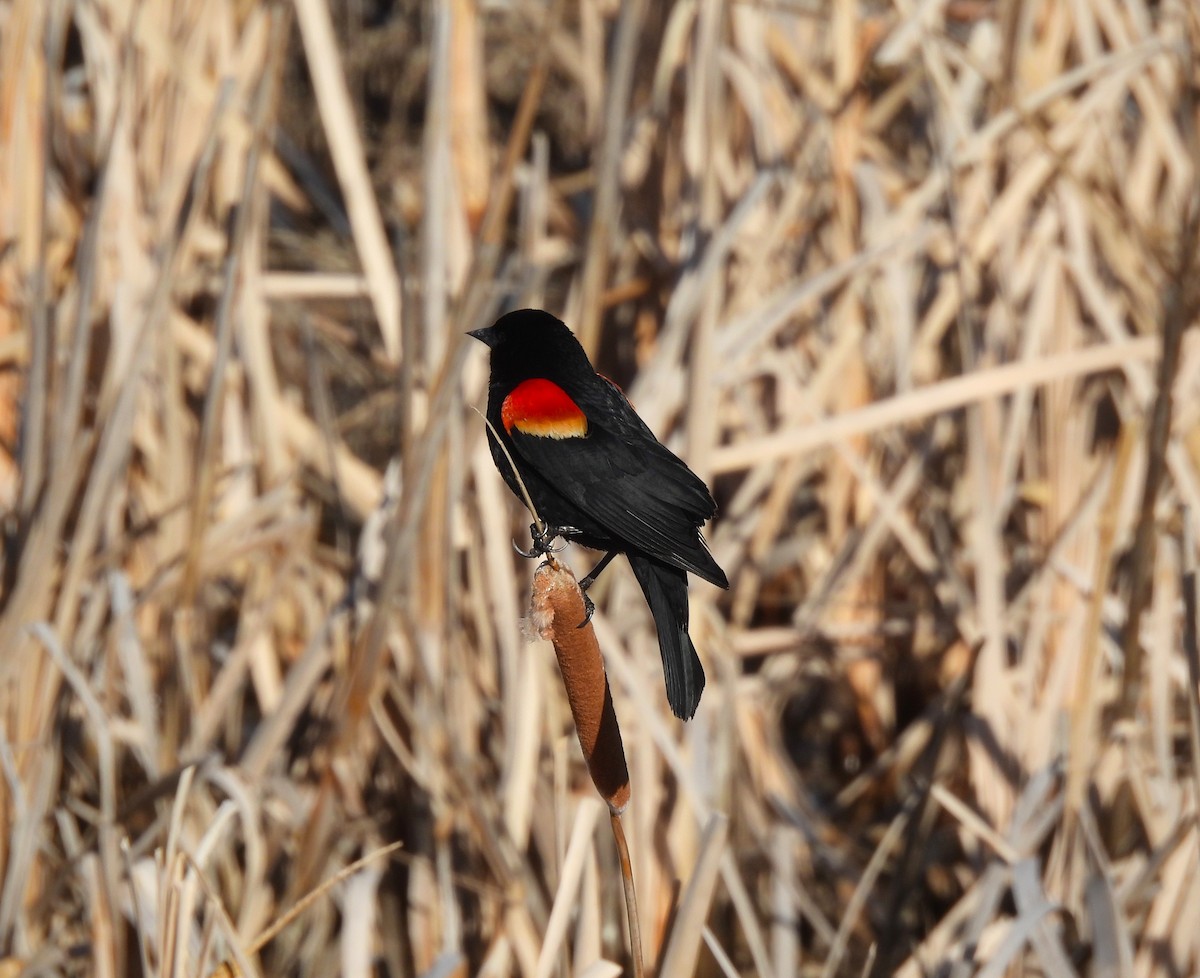 Red-winged Blackbird - ML611156242