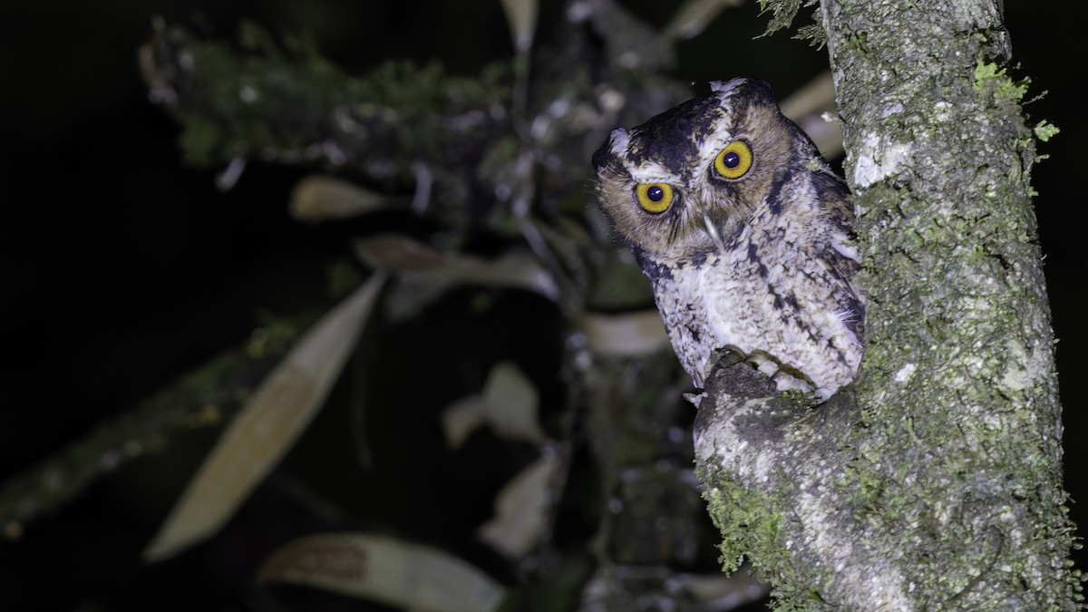 Rajah Scops-Owl (Sumatran) - ML611156268