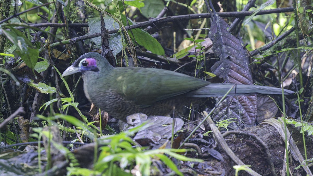 Sumatran Ground-Cuckoo - Robert Tizard