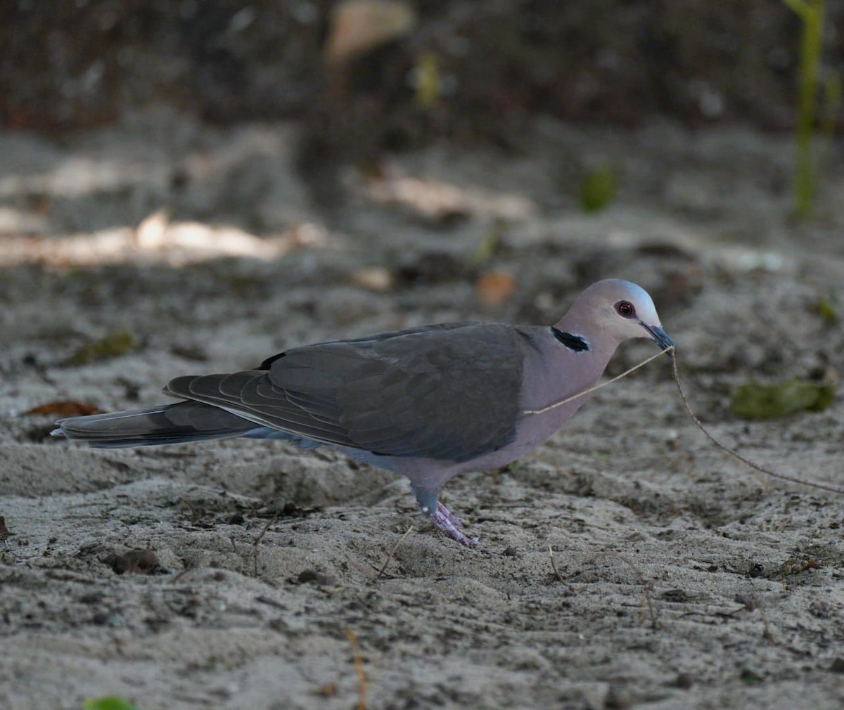 Red-eyed Dove - ML611156521