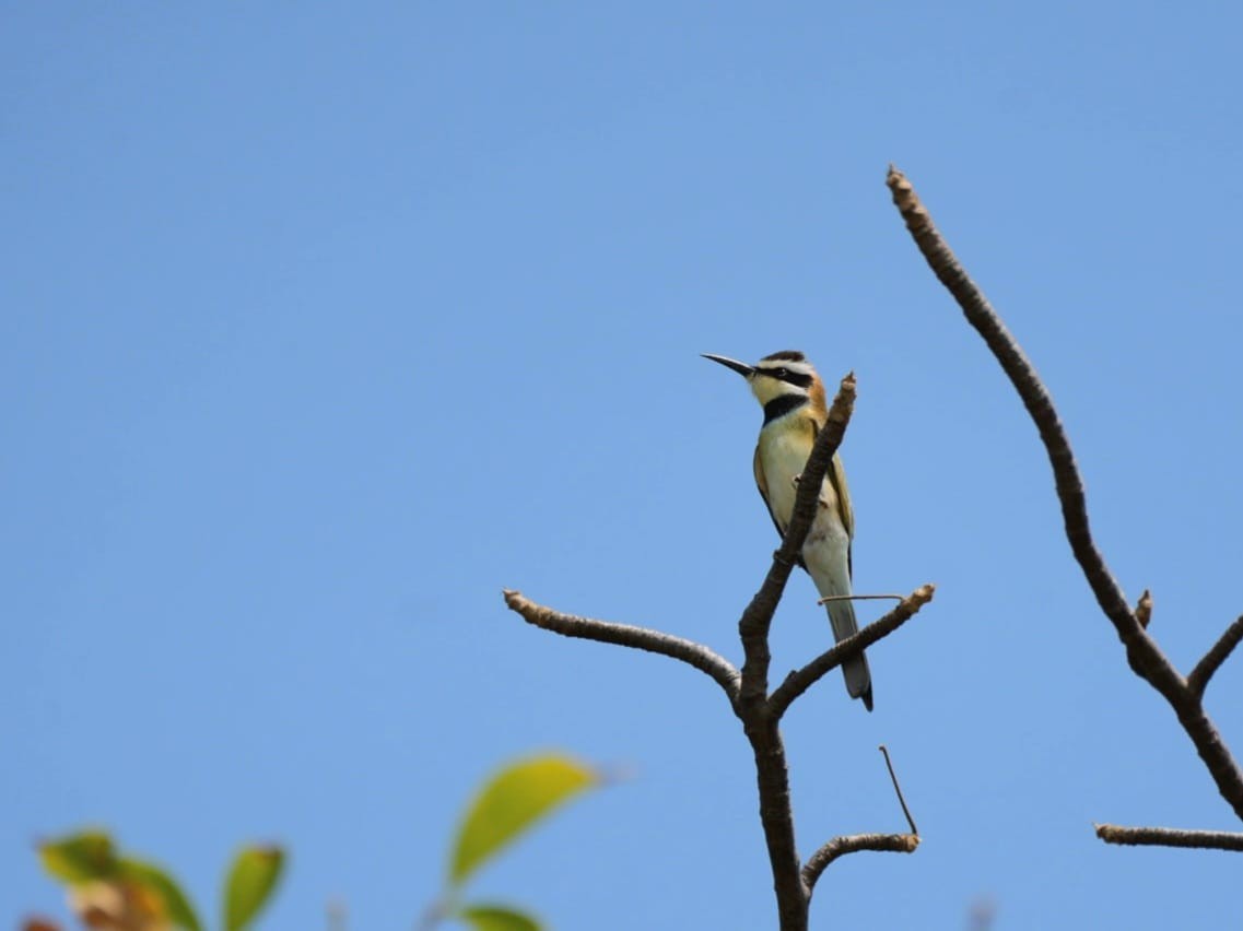 White-throated Bee-eater - ML611156531