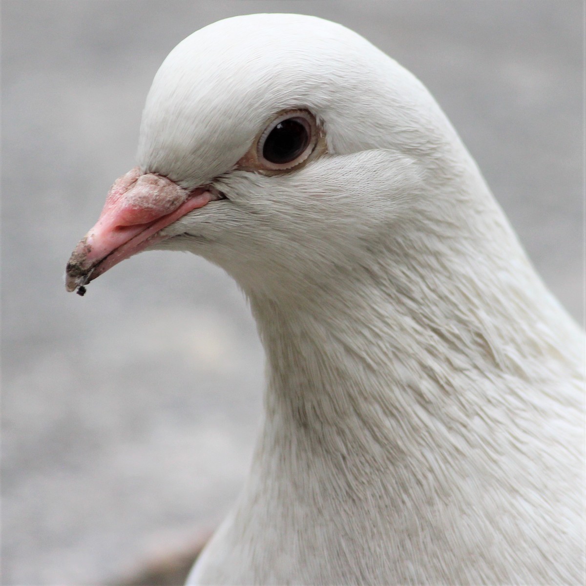 Rock Pigeon (Feral Pigeon) - ML611156634