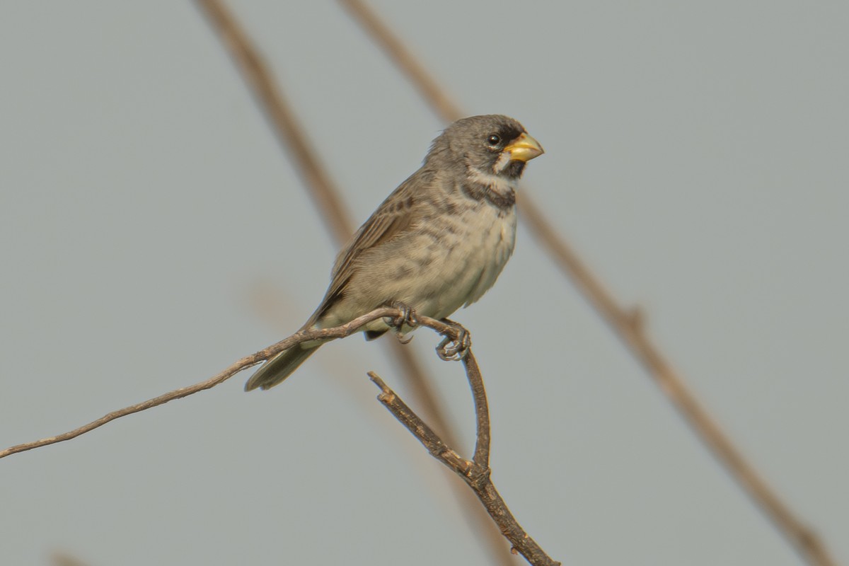 Double-collared Seedeater - ML611156828