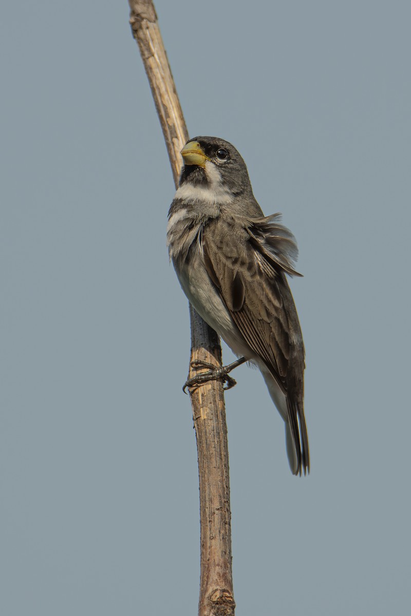 Double-collared Seedeater - ML611156849