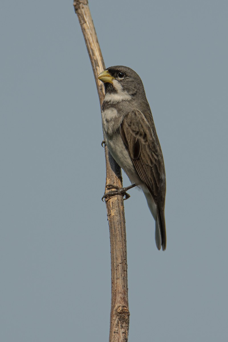 Double-collared Seedeater - ML611156850