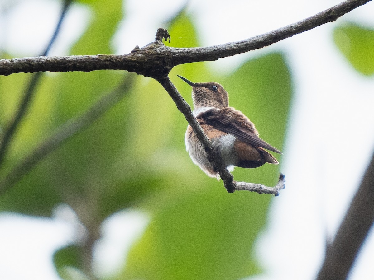 Scintillant Hummingbird - Chris Fischer