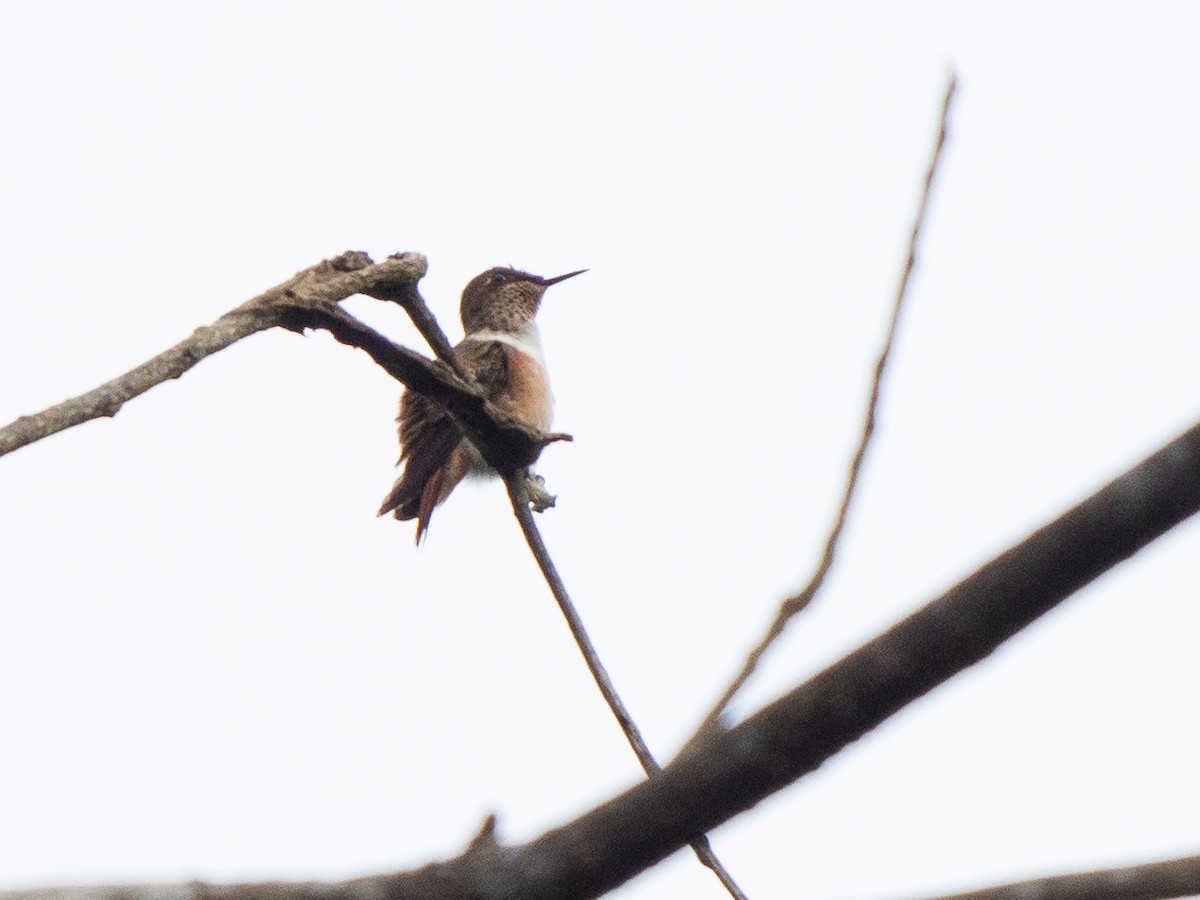 Scintillant Hummingbird - ML611157090