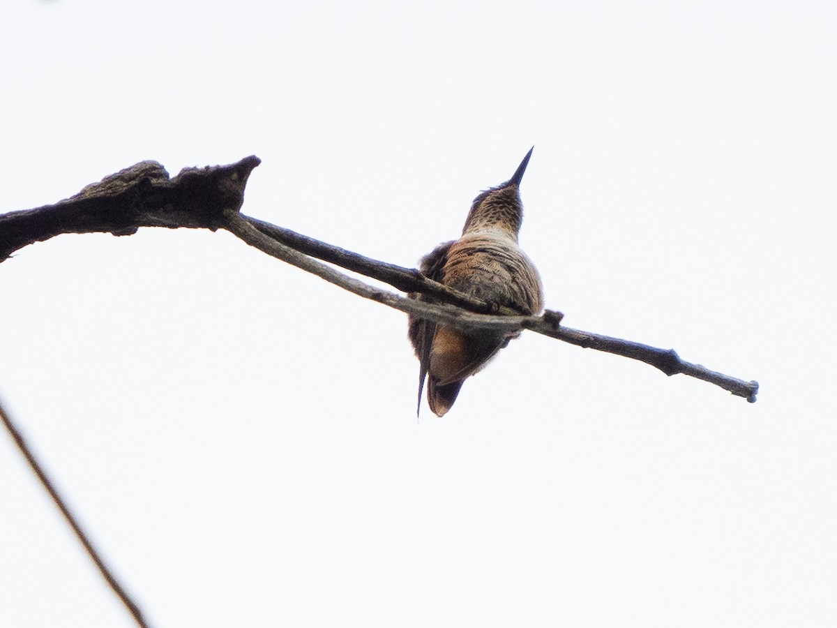 Scintillant Hummingbird - ML611157091