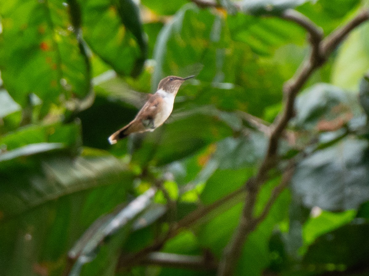 Scintillant Hummingbird - ML611157093