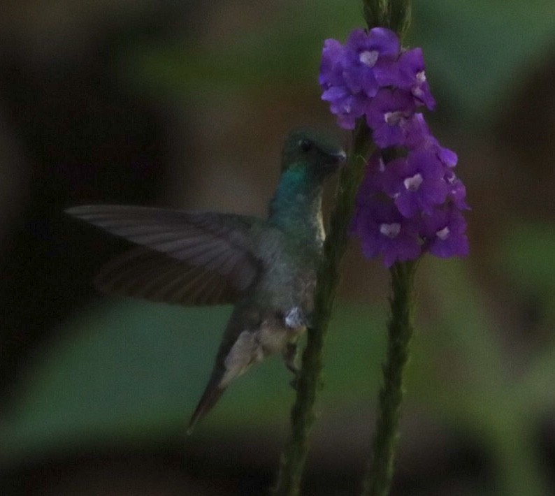kolibřík pestrý [skupina versicolor] - ML611157126