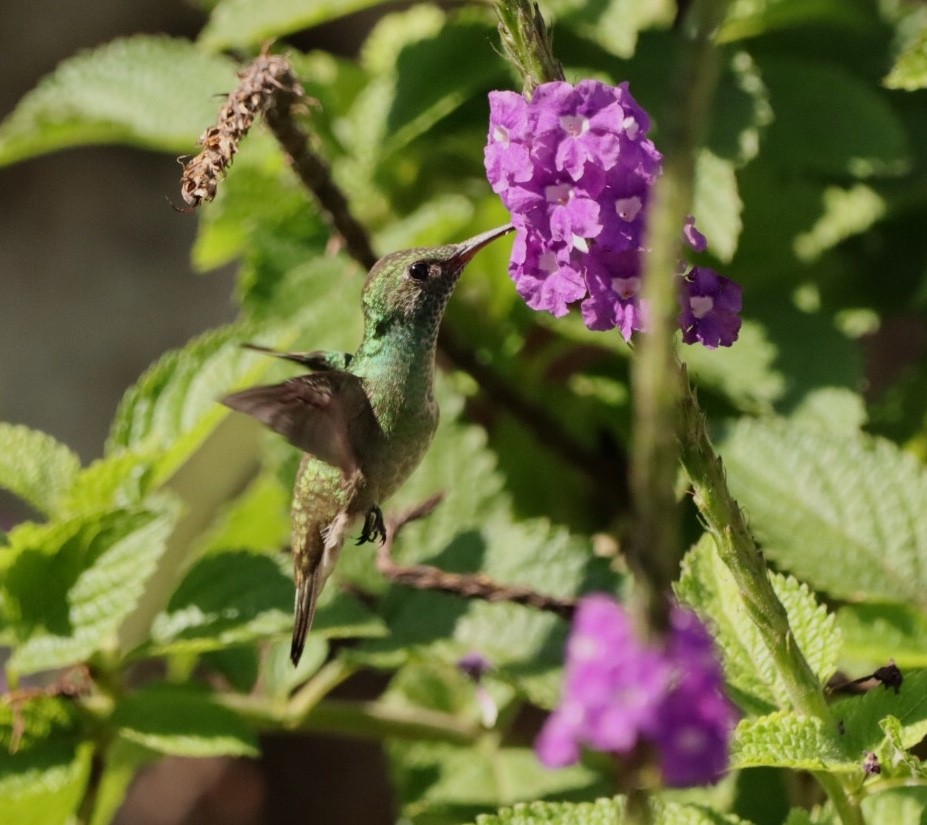 kolibřík pestrý [skupina versicolor] - ML611157127