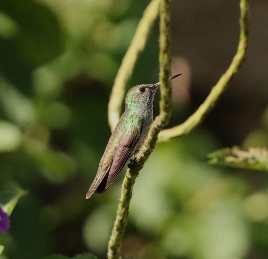 kolibřík pestrý [skupina versicolor] - ML611157128