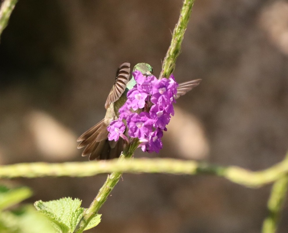 kolibřík pestrý [skupina versicolor] - ML611157130