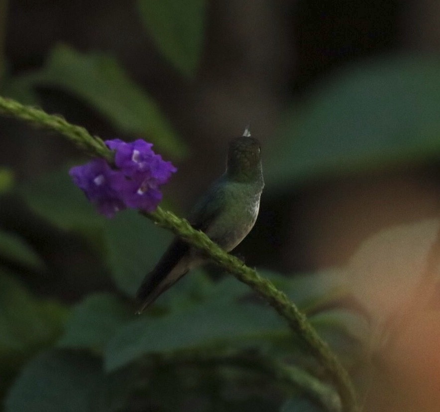 kolibřík pestrý [skupina versicolor] - ML611157131