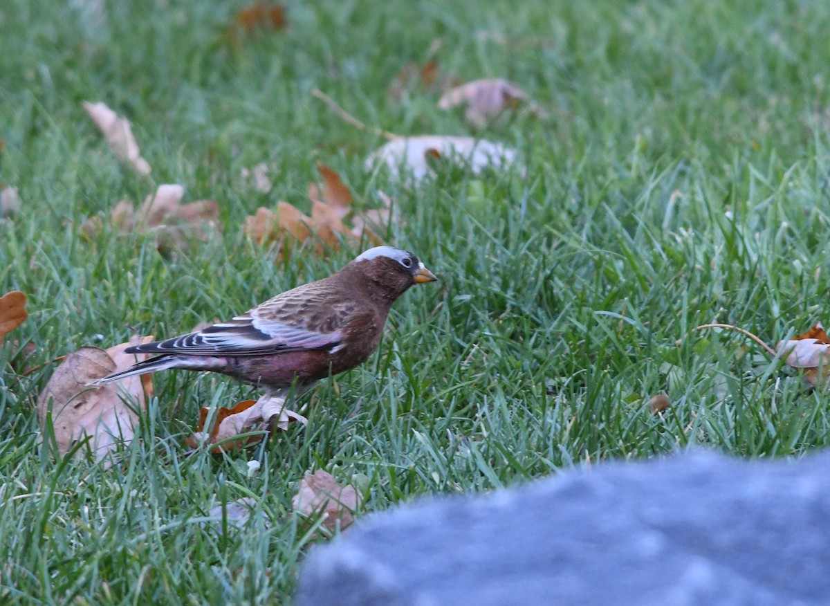 Gray-crowned Rosy-Finch - ML611157439