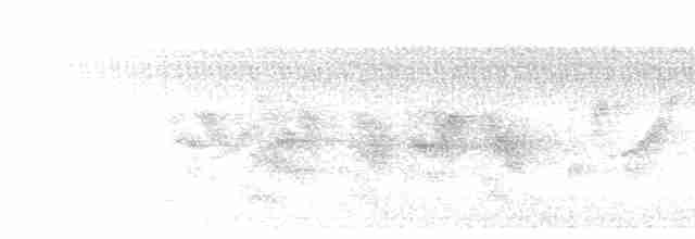 Белобрюхий дронго - ML611157601