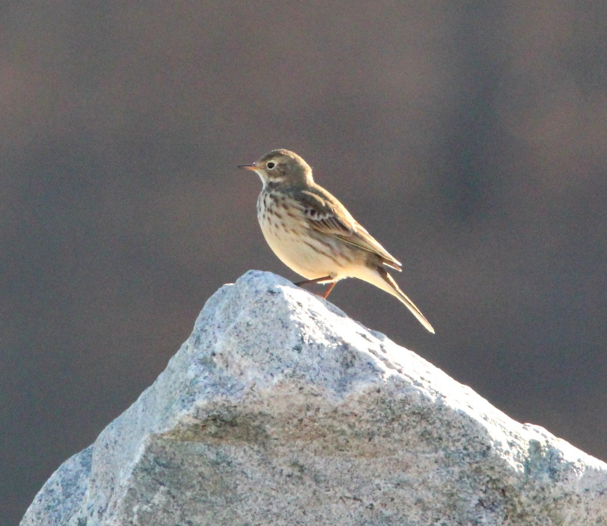 Ebird Checklist Nov Merrill Creek Reservoir Species