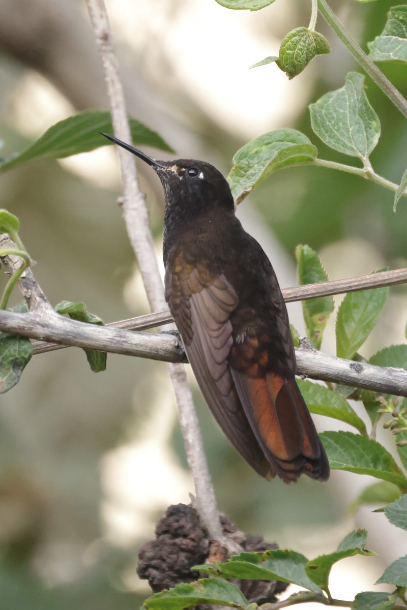 kolibřík mourovatý - ML611158090