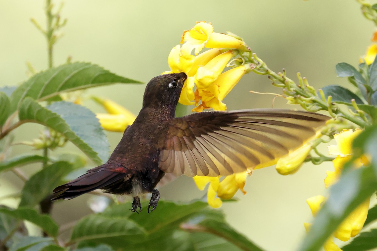 kolibřík mourovatý - ML611158092