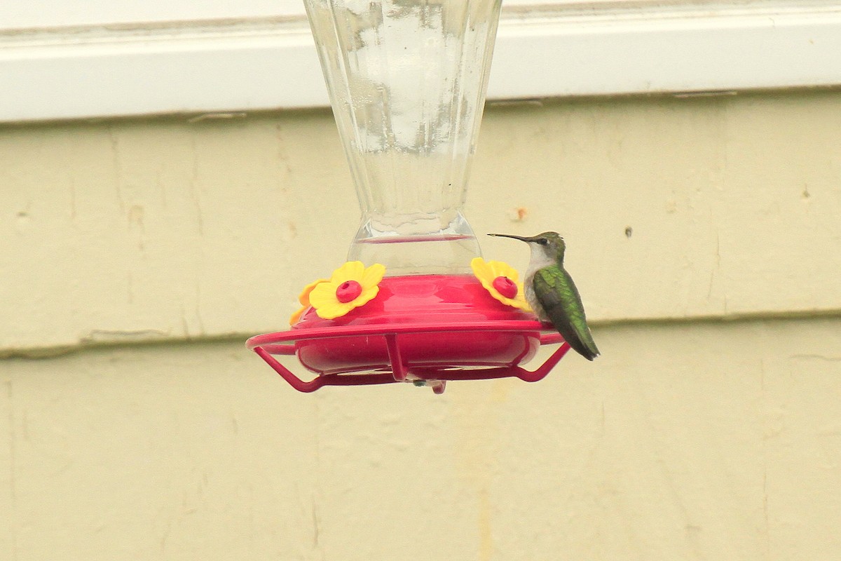 Ruby-throated Hummingbird - ML611158282