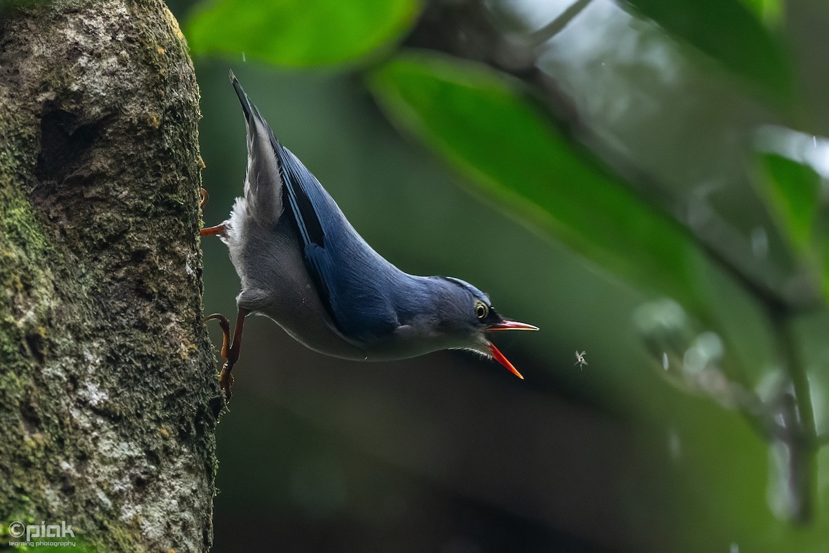 Velvet-fronted Nuthatch - ML611158310
