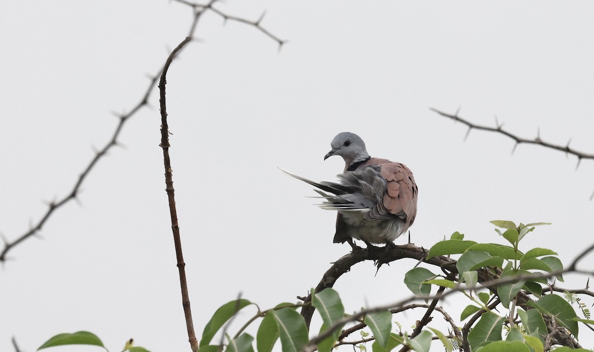 Red Collared-Dove - ML611158876