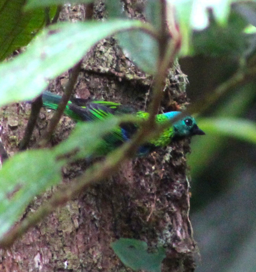 Green-headed Tanager - ML611158890