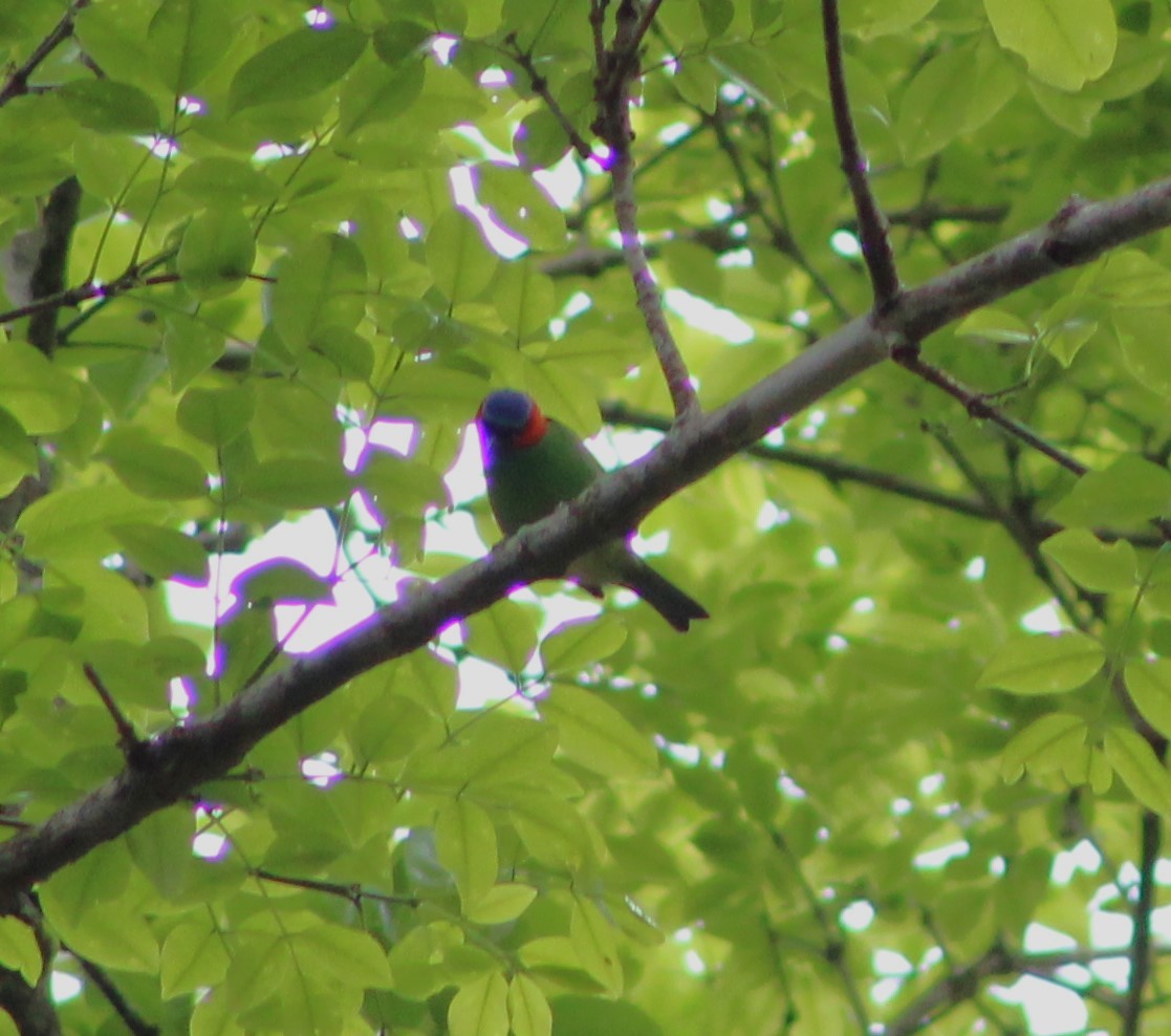 Red-necked Tanager - ML611158904