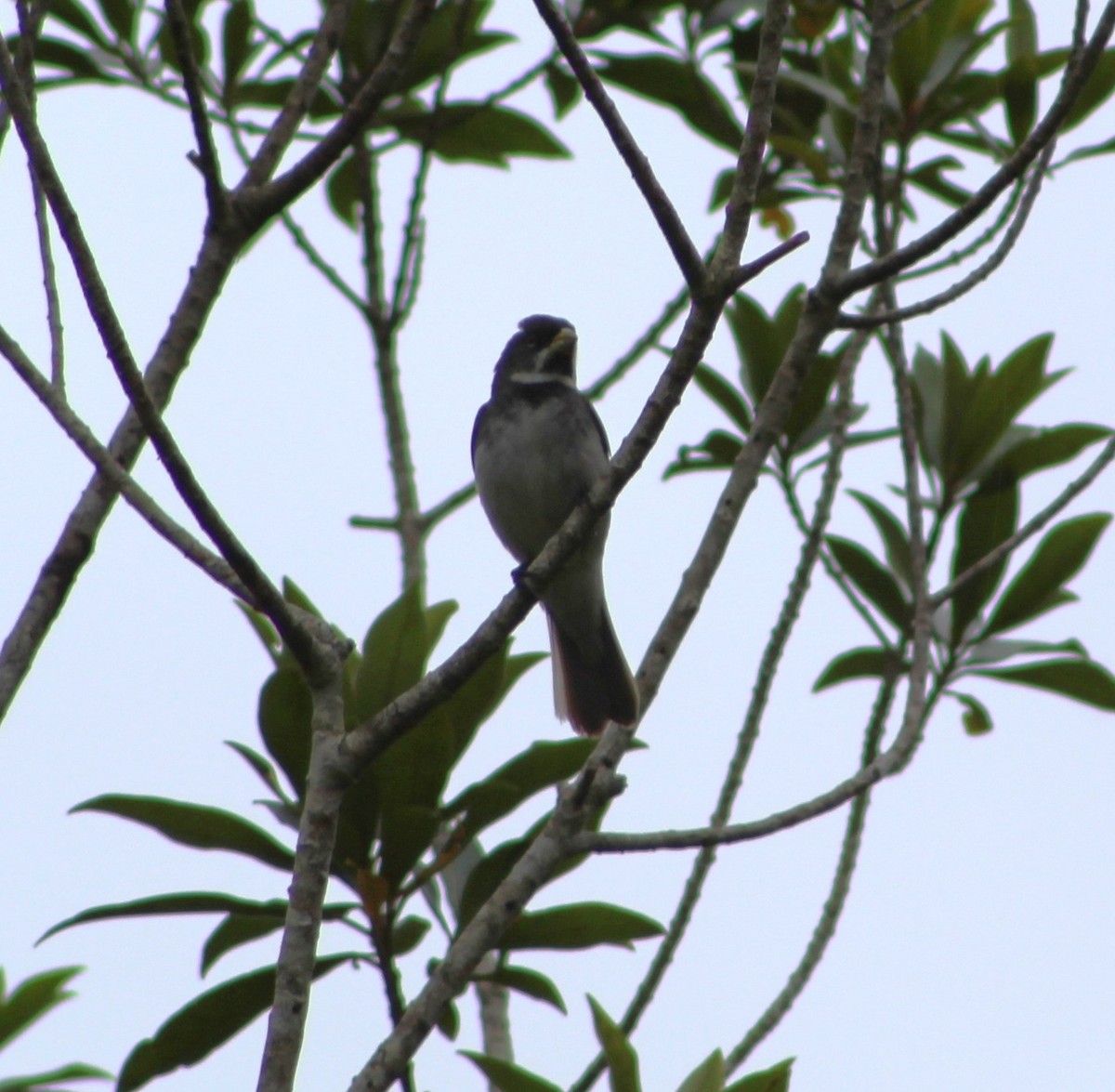 Double-collared Seedeater - ML611158908