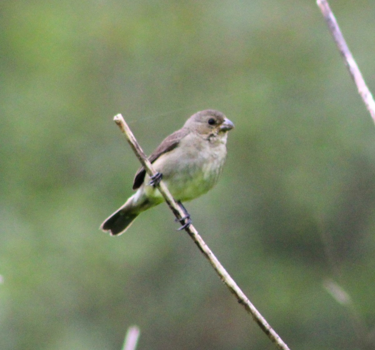 Double-collared Seedeater - ML611158909