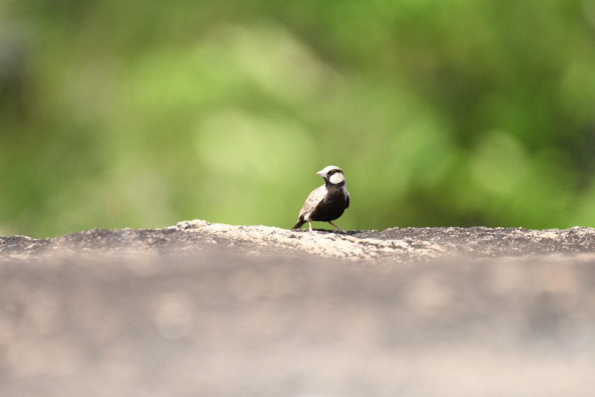 Ashy-crowned Sparrow-Lark - ML611159252