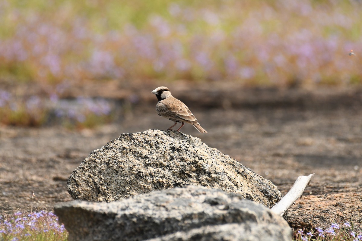 Ashy-crowned Sparrow-Lark - Nishad Eshaal