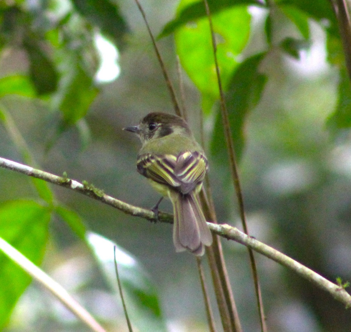 Sepia-capped Flycatcher - ML611159565
