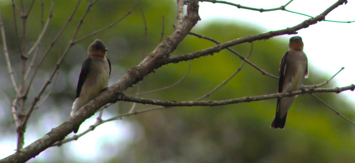 Southern Rough-winged Swallow - ML611159638