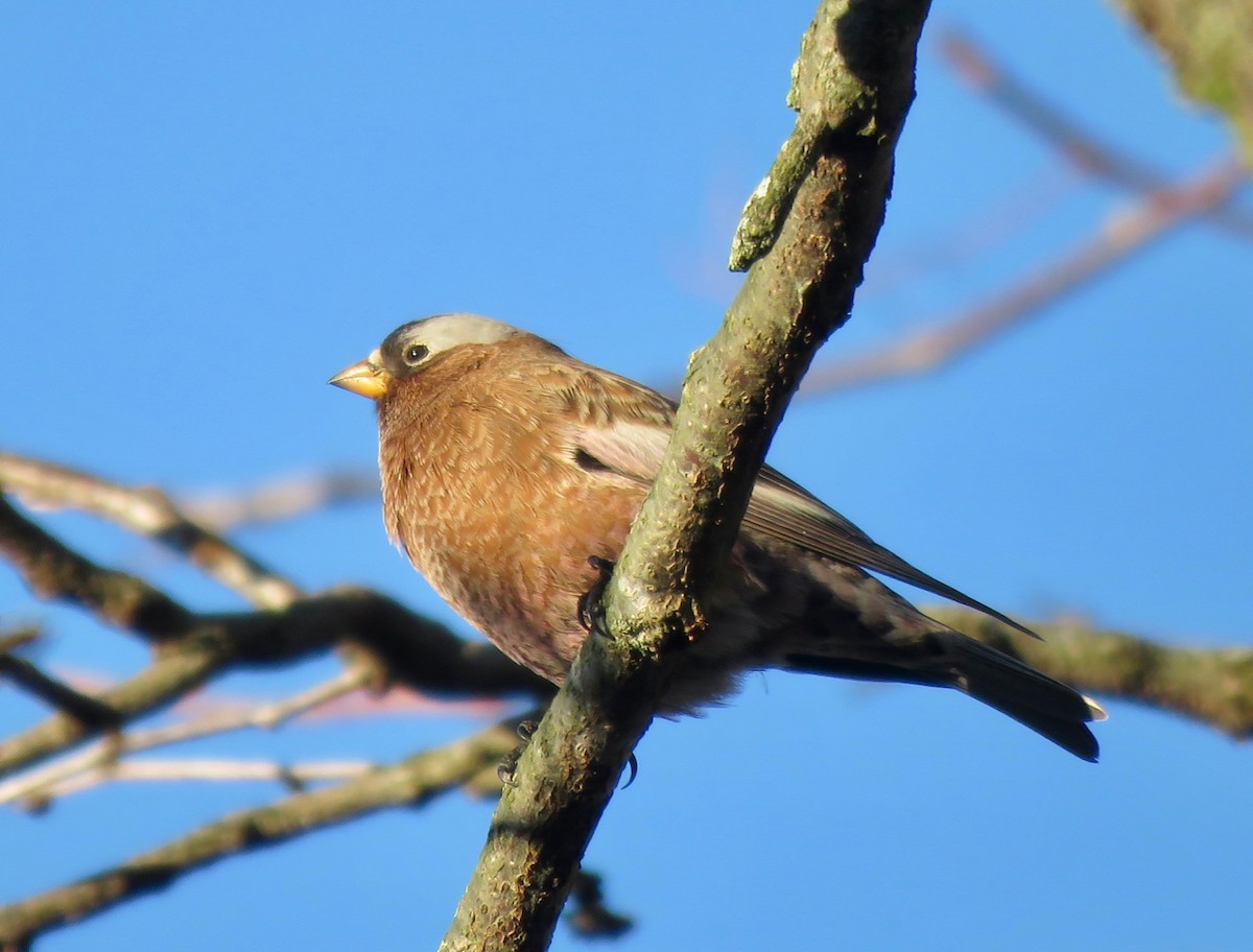 Gray-crowned Rosy-Finch - ML611159825