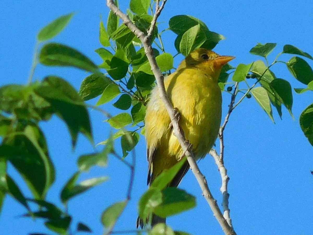 Western Tanager - ML611159993