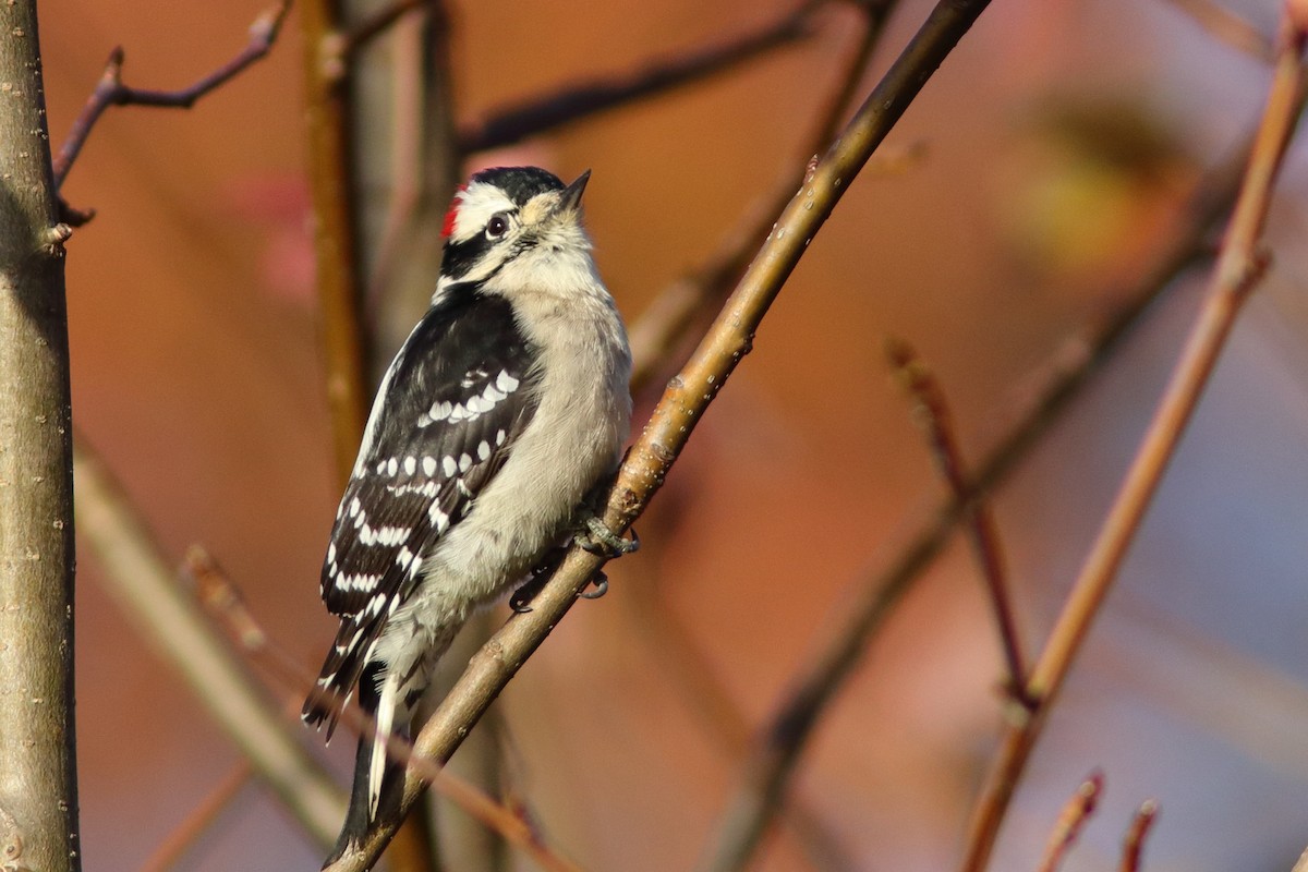 Downy Woodpecker - ML611160100