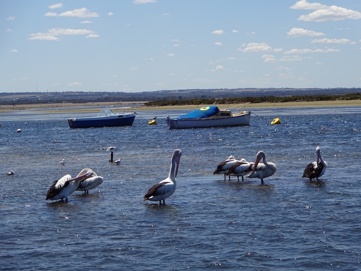 pelikán australský - ML611160118
