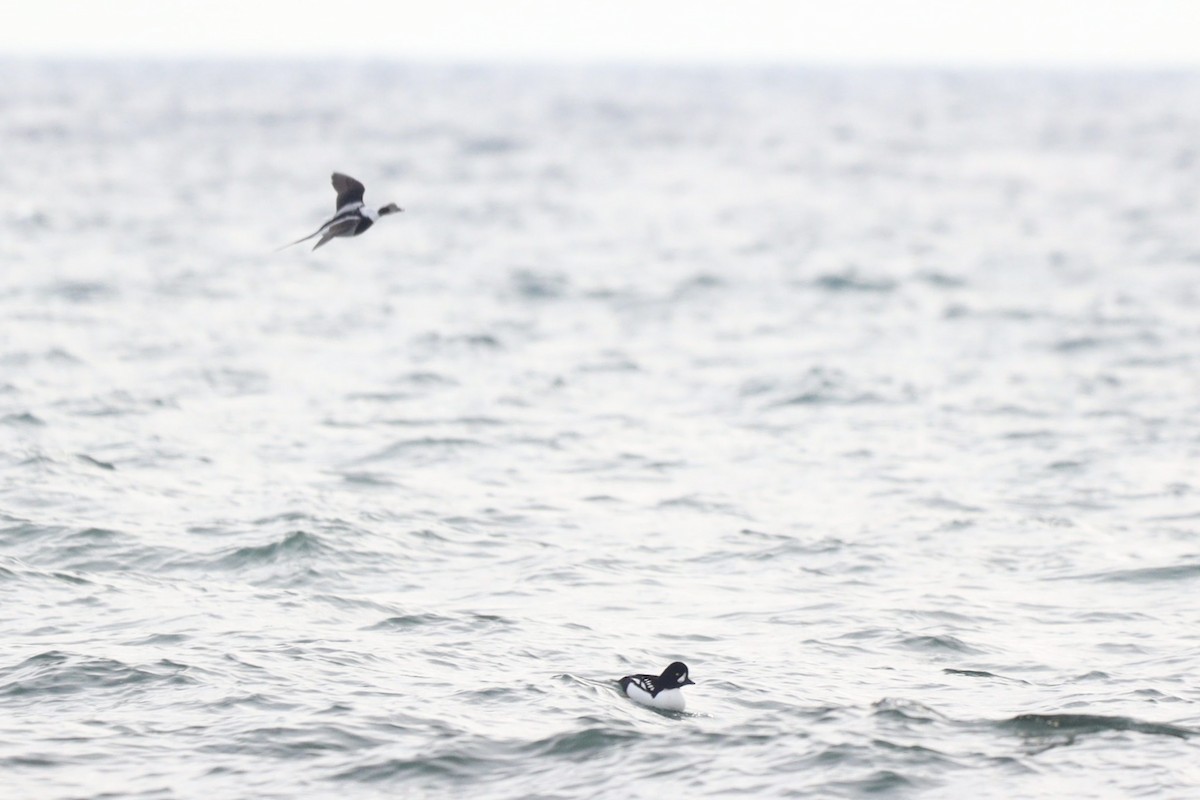 Long-tailed Duck - ML611160452