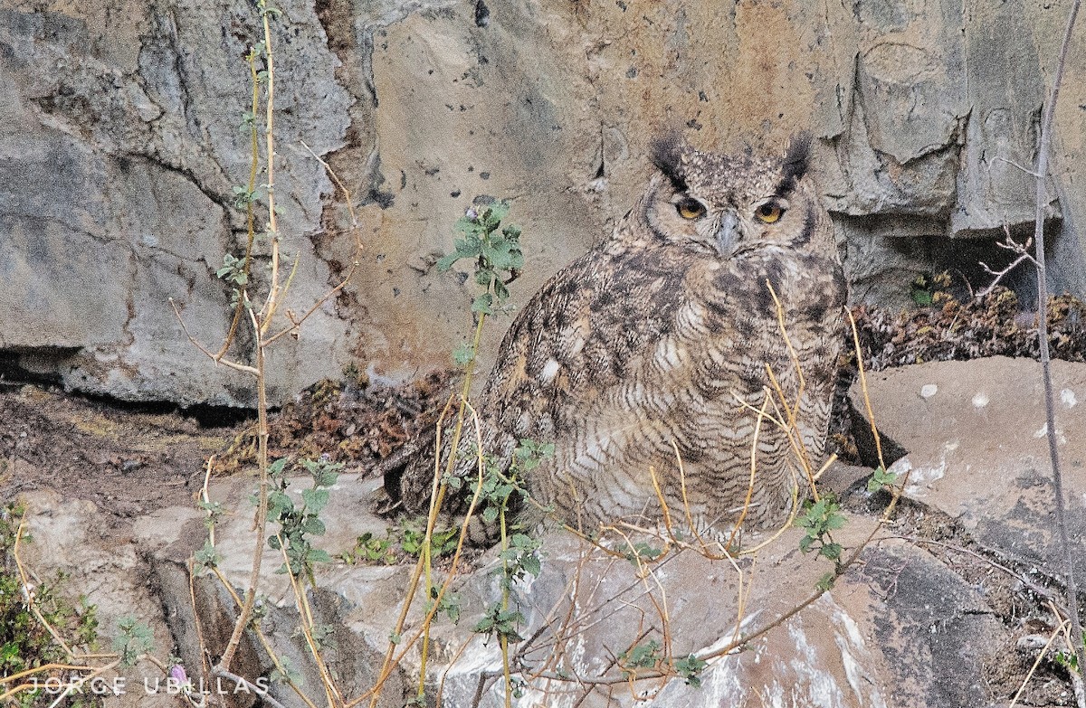 Lesser Horned Owl - ML611160609