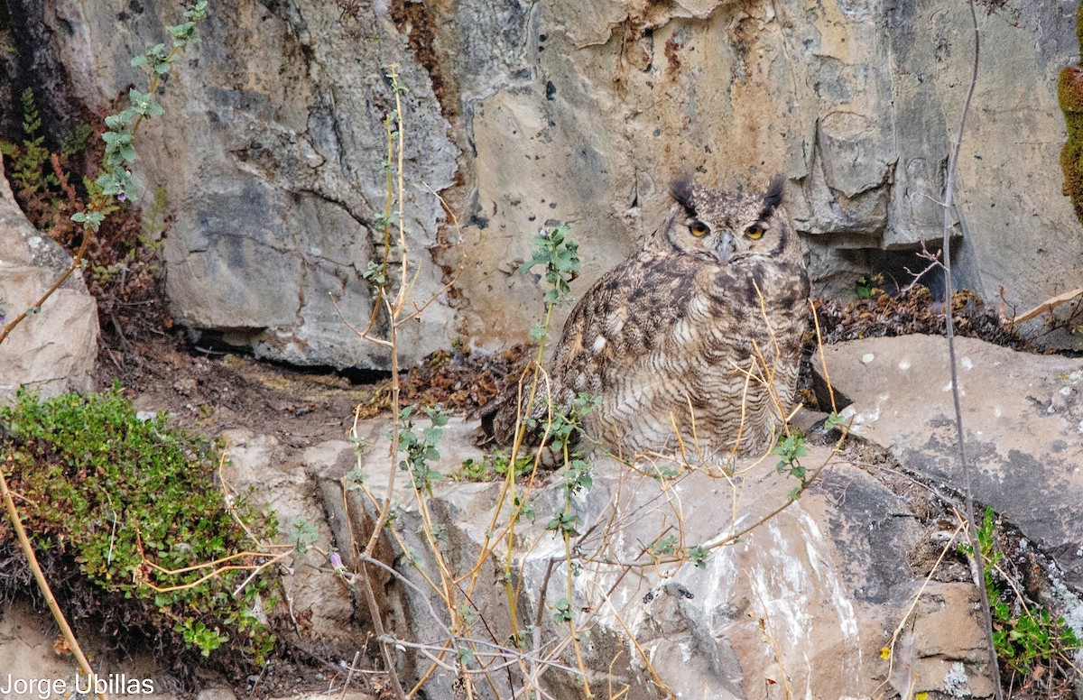Lesser Horned Owl - ML611160610