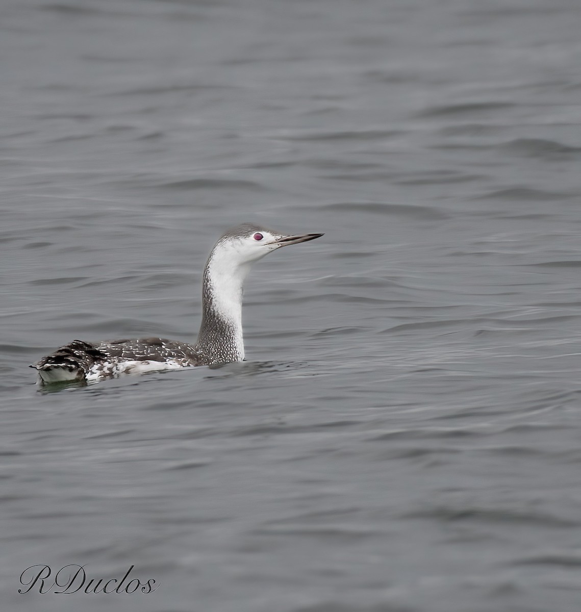 Red-throated Loon - ML611160663