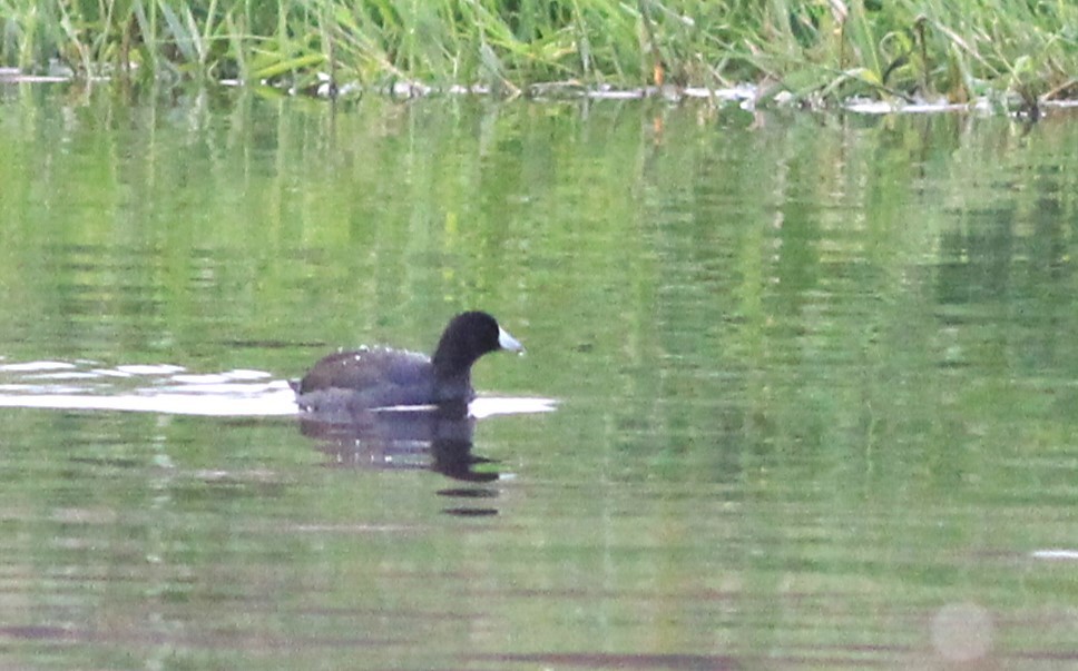 American Coot - ML611160960