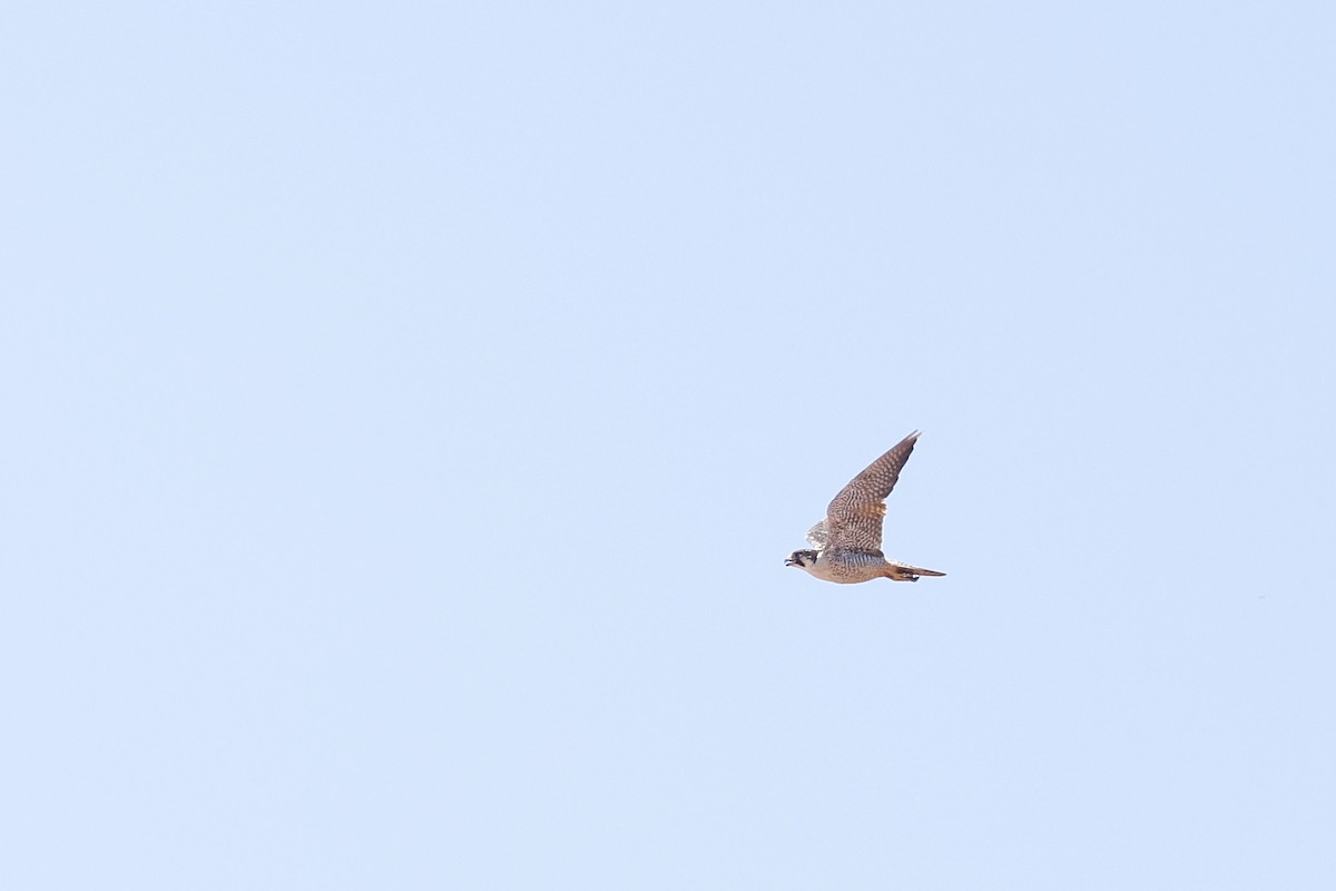 Peregrine Falcon (Malagasy) - ML611160966