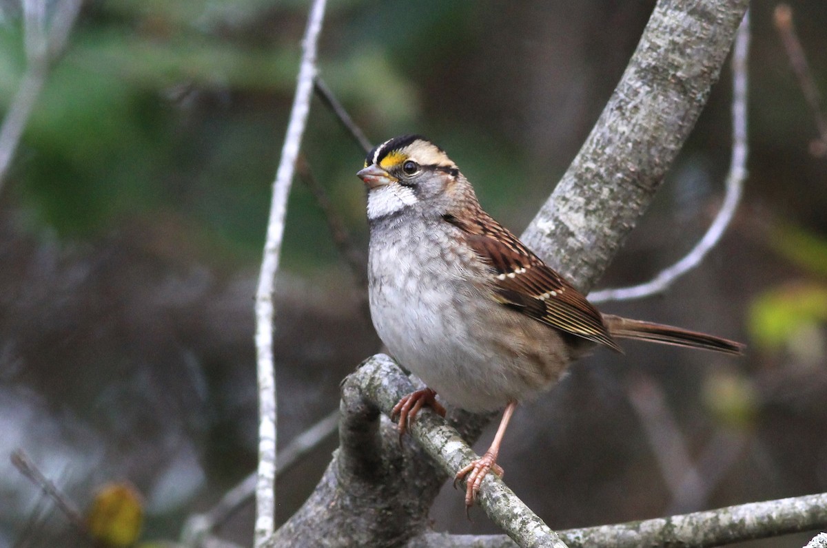 White-throated Sparrow - ML611160999