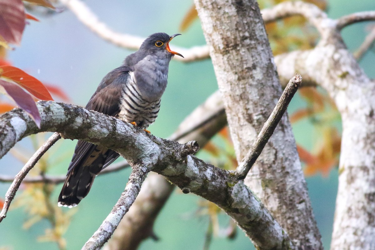 Madagascar Cuckoo - ML611161090