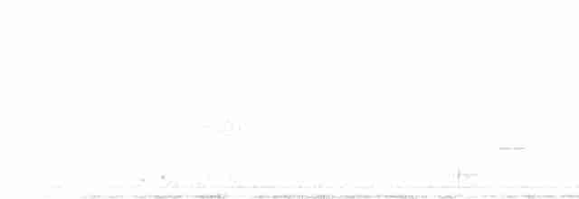 gråsolitærtrost - ML611162028