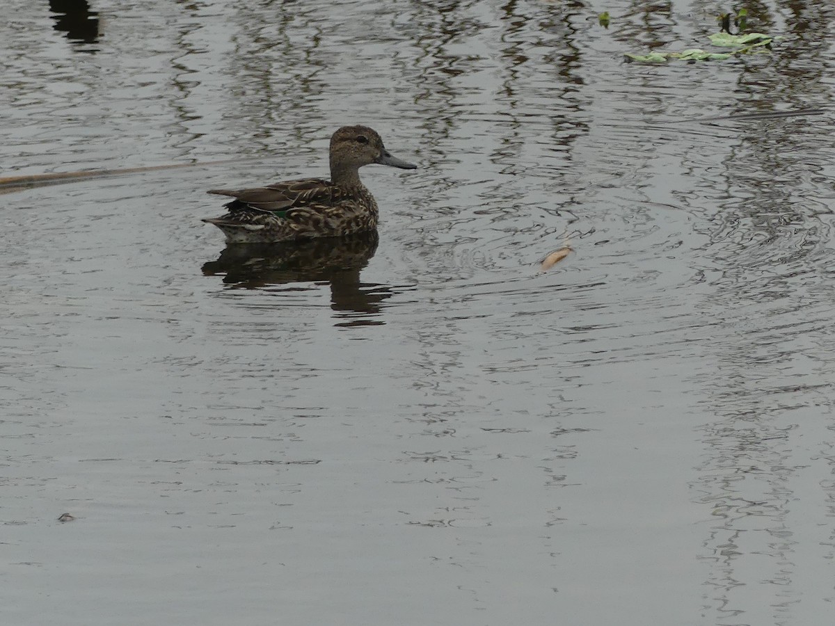 Green-winged Teal - ML611162080