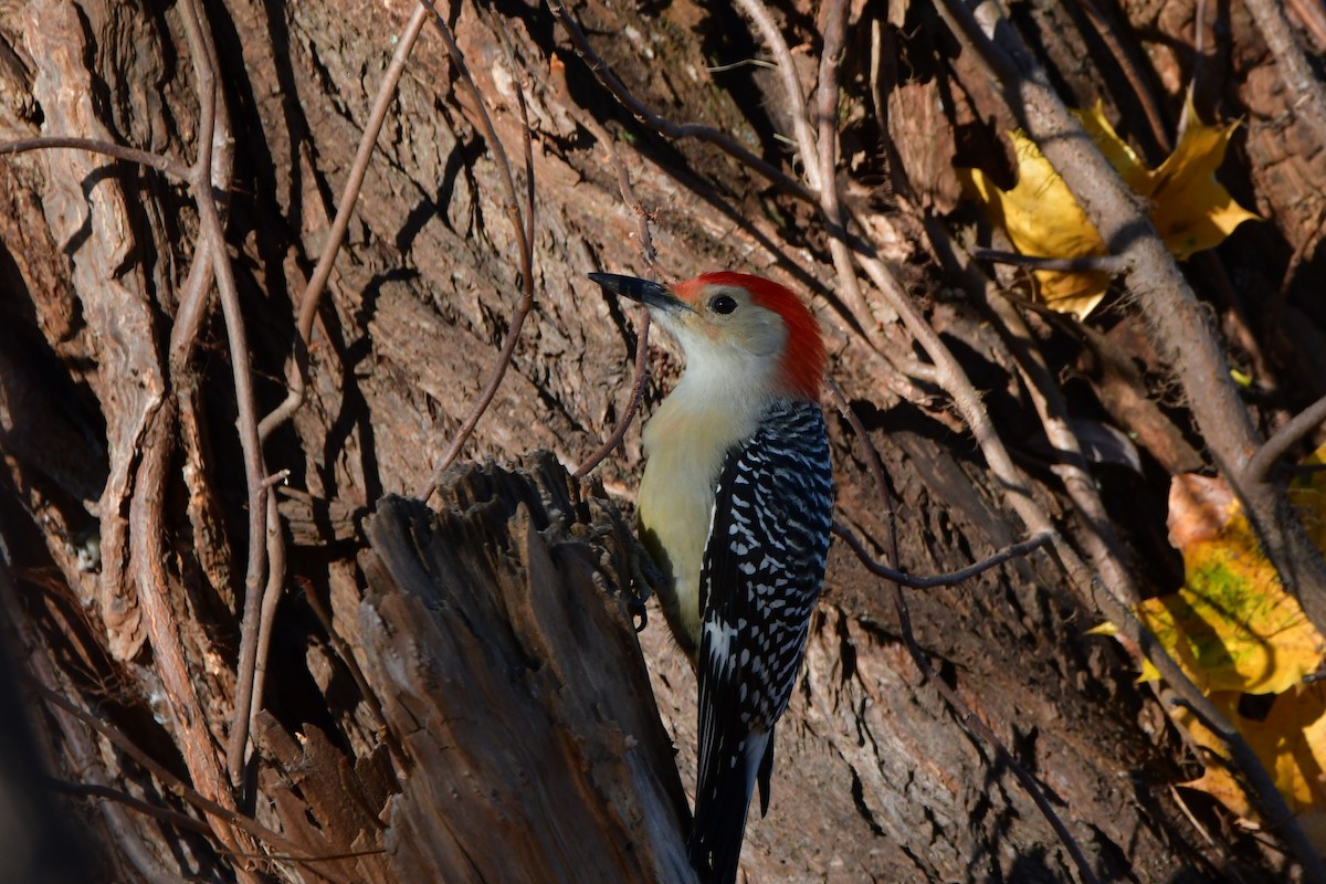 Red-bellied Woodpecker - ML611162125